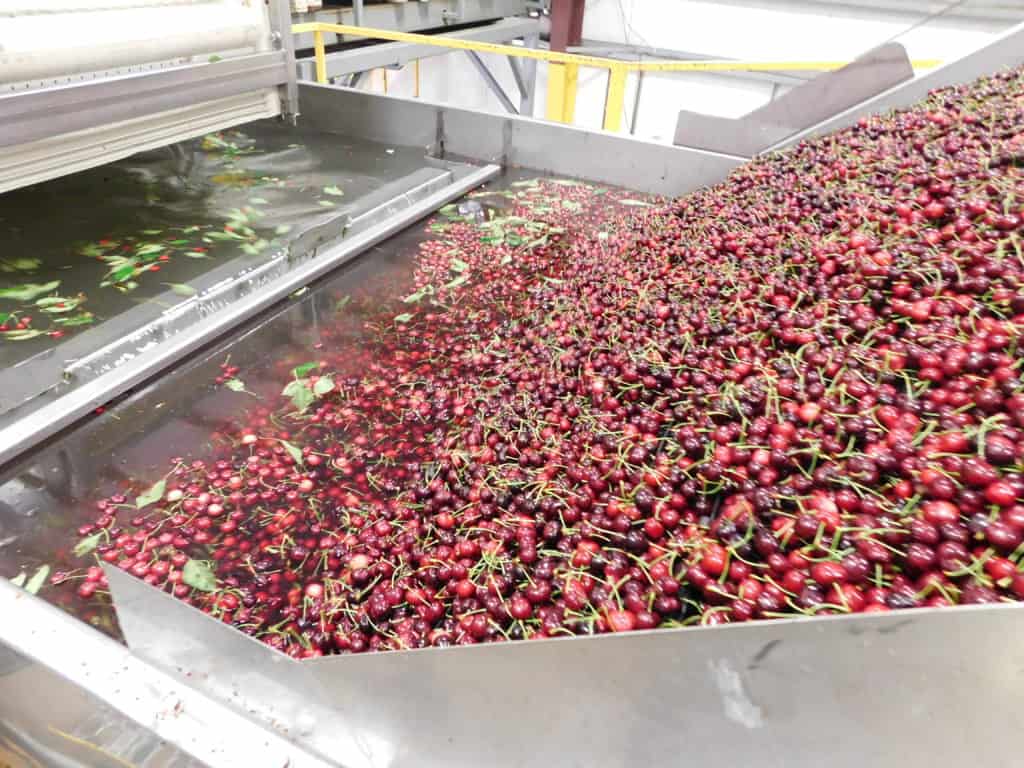 Recycled Wash Water - Washing Cherries at the Packinghouse