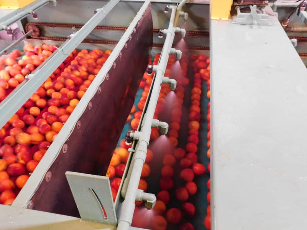 Single-Pass System - Washing Peaches at the Packinghouse