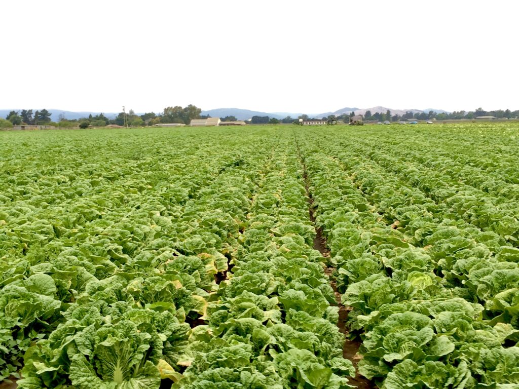 Napa Cabbage Field