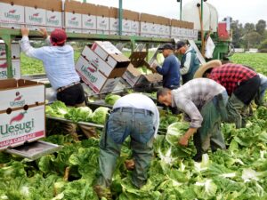 Napa Cabbage Harvest