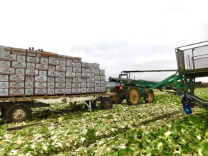 Napa Cabbage Harvest - Packed Product