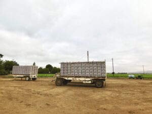 Napa Cabbage Harvest - Packed Trailers