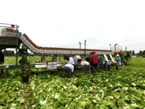Napa Cabbage Harvest & Packing
