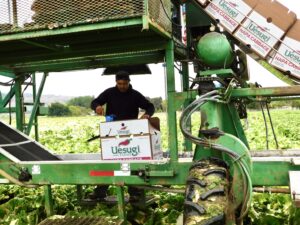 Napa Cabbage Packing