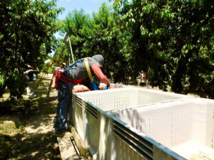 Peach Harvesting