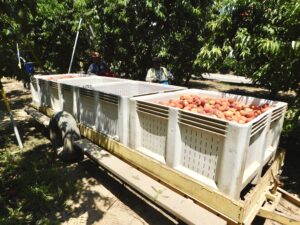 Peach Harvesting Bins