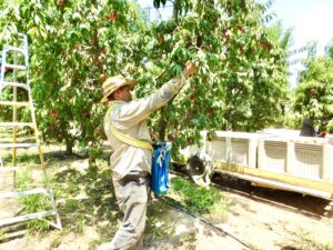 Peach Harvesting