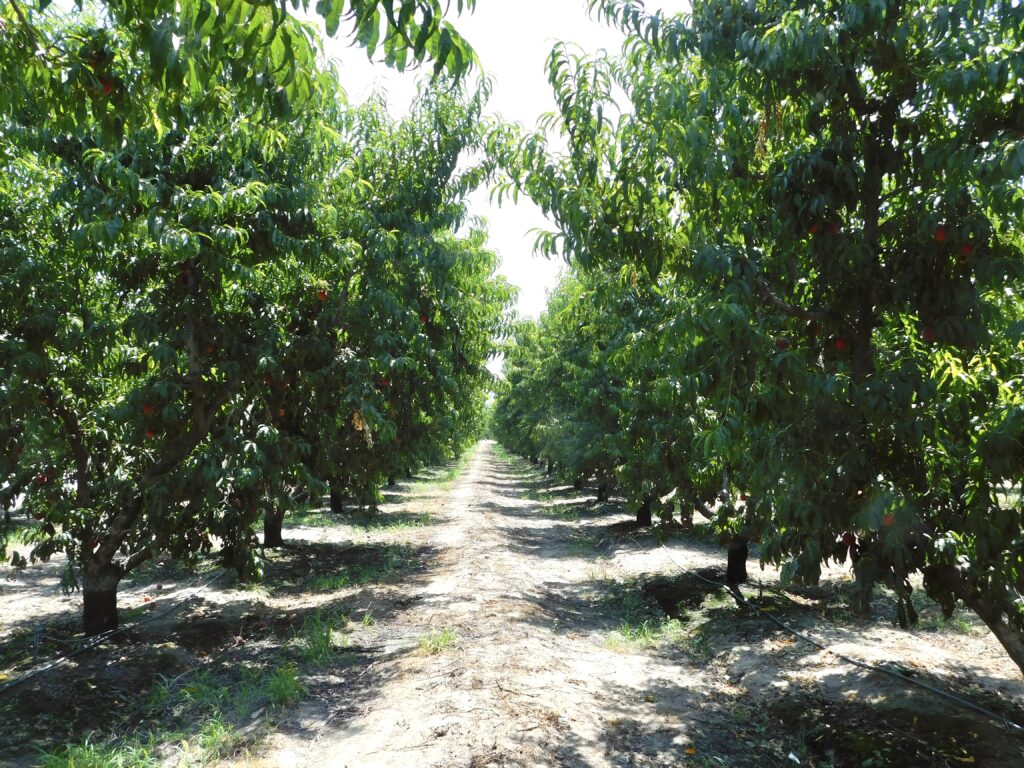 Peach Orchard