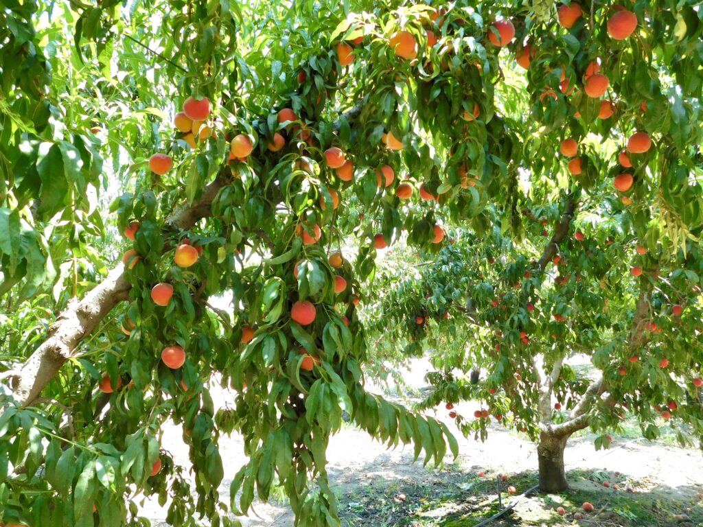 Peach Tree