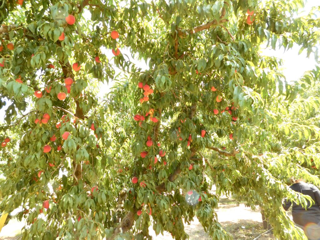 Peach Tree