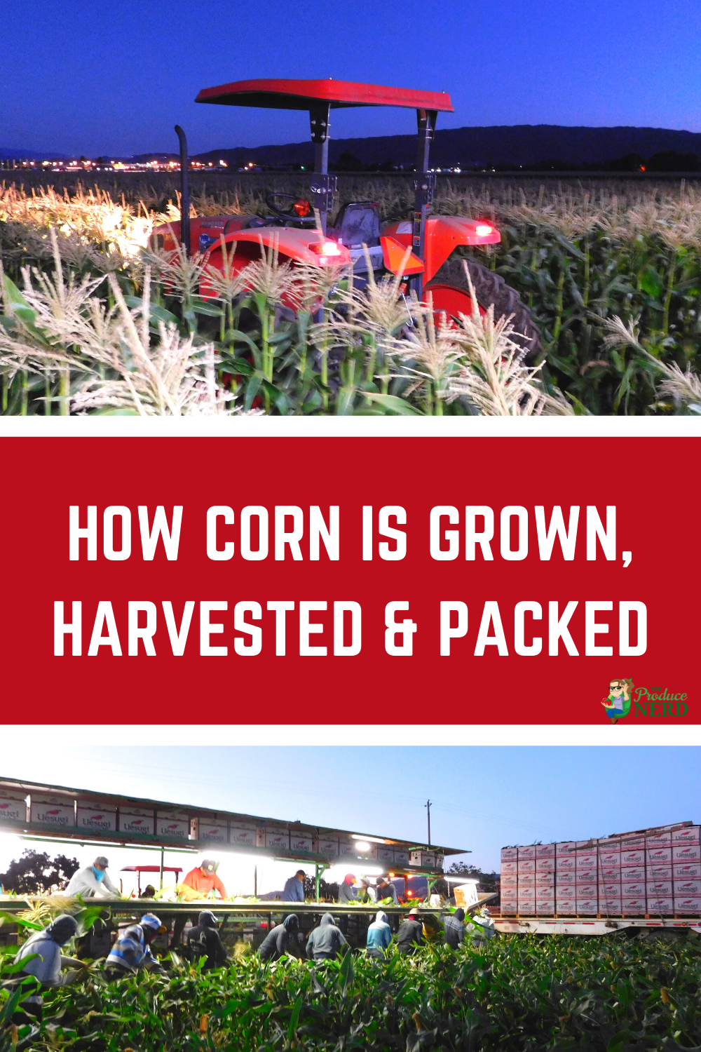 Read more about the article How is Corn Grown, Harvested & Packed