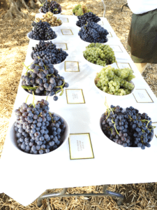 Wolfskill Grape Tasting