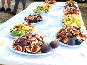 Wolfskill Fig Tasting