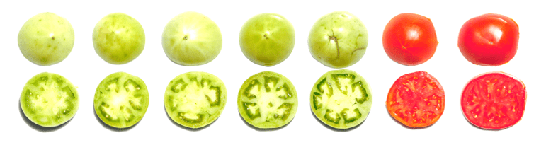 Tomato Ripening Chart