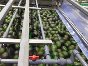 Avocado Wash Step