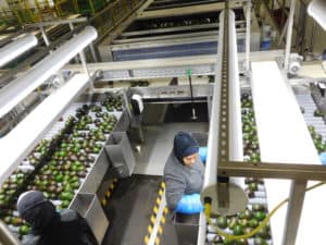Avocado Sorting
