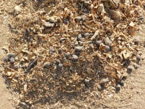 Dried Fig Harvesting - Sweeped Dried Figs & Field Debris
