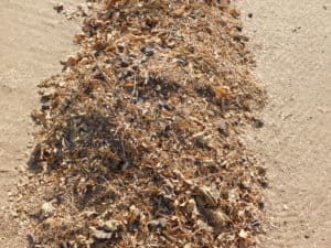 Dried Fig Harvesting - Sweeped Dried Figs & Field Debris