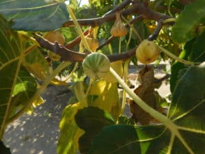 Photo of Tiger Figs growing on the tree.