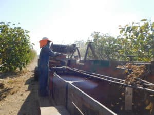 Dried Fig Harvesting - Harvesting Machine