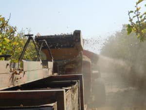 Dried Fig Harvesting - Harvesting Machine Removing Field Debris