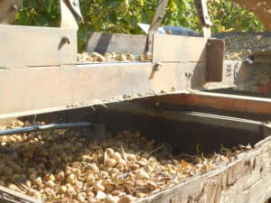 Dried Fig Harvesting - Harvested Dried Figs