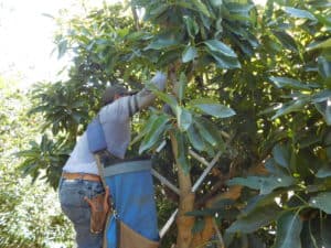 Avocado Harvest
