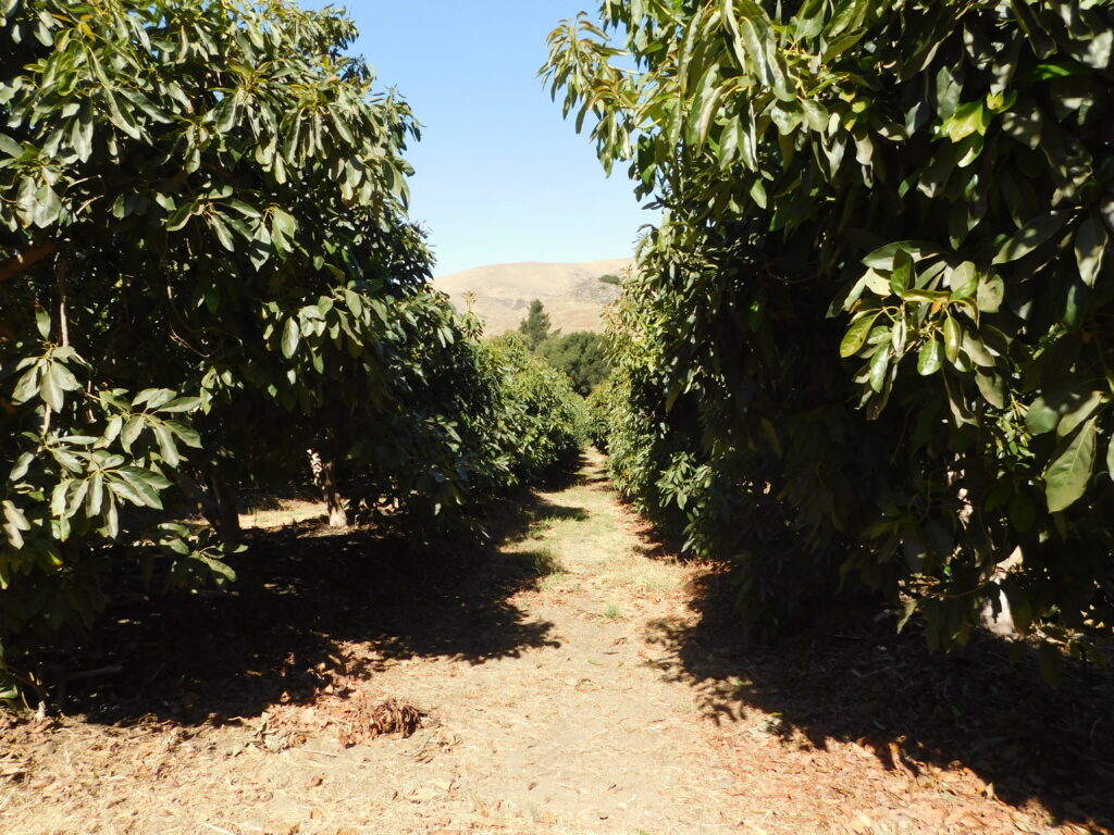 Avocado Orchard