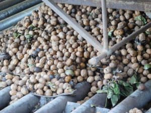 Walnut Processing - Walnuts Prior to Hulling