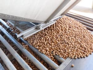 Walnut Processing - Walnuts After Hulling