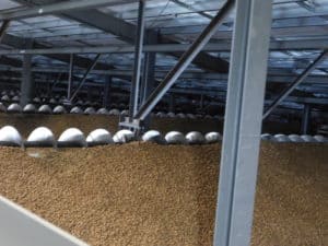 Walnut Processing - Walnut Bulk Room Storage