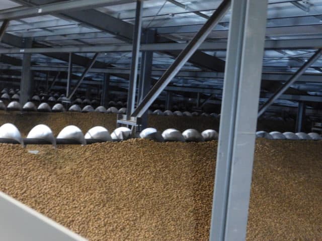 Walnut Processing: From Hulling To Packing - The Produce Nerd