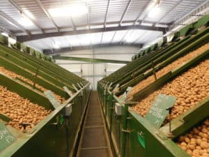 Walnut Drying