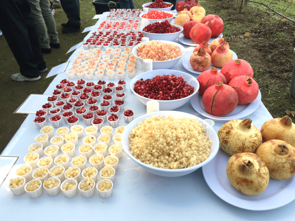 Pomegranates - Wolfskill Pomegranate Cultivars