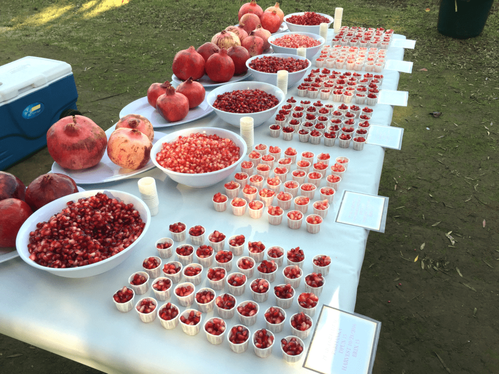 Pomegranates - Wolfskill Pomegranate Cultivars