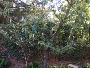 Asexual Propagation - Grafted Stonefruit Tree