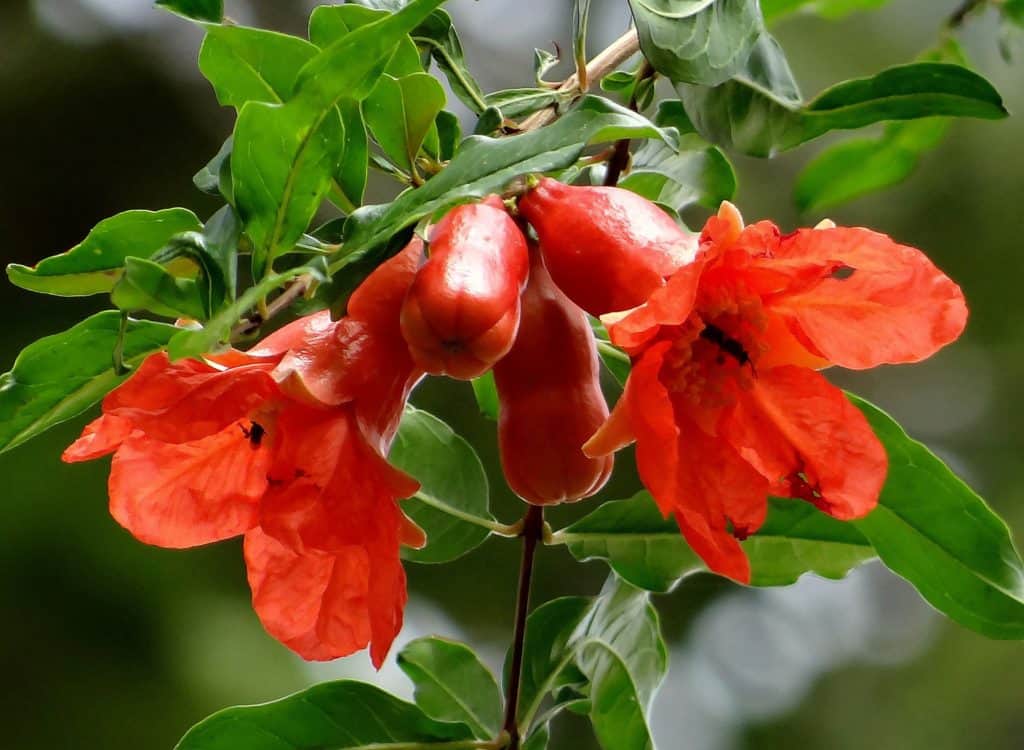 Pomegranates - Red Pomegranate Flowers