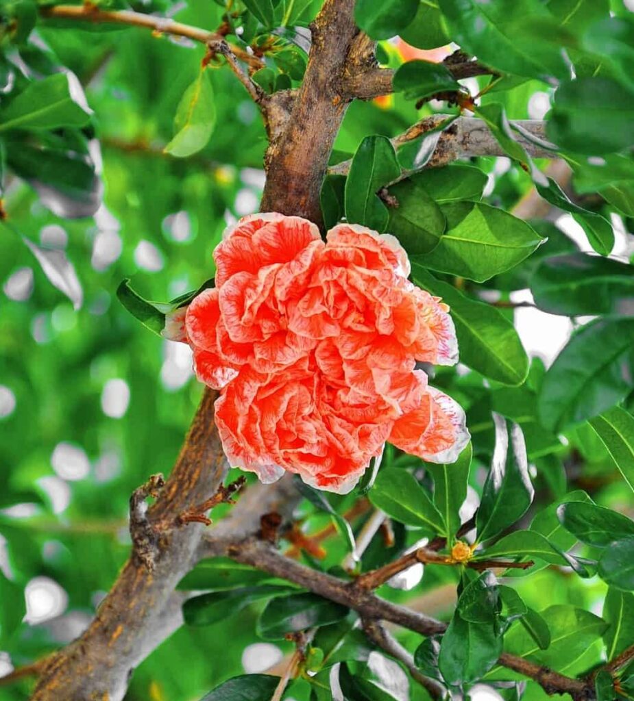 Pomegranates - Pomegranate Flowers