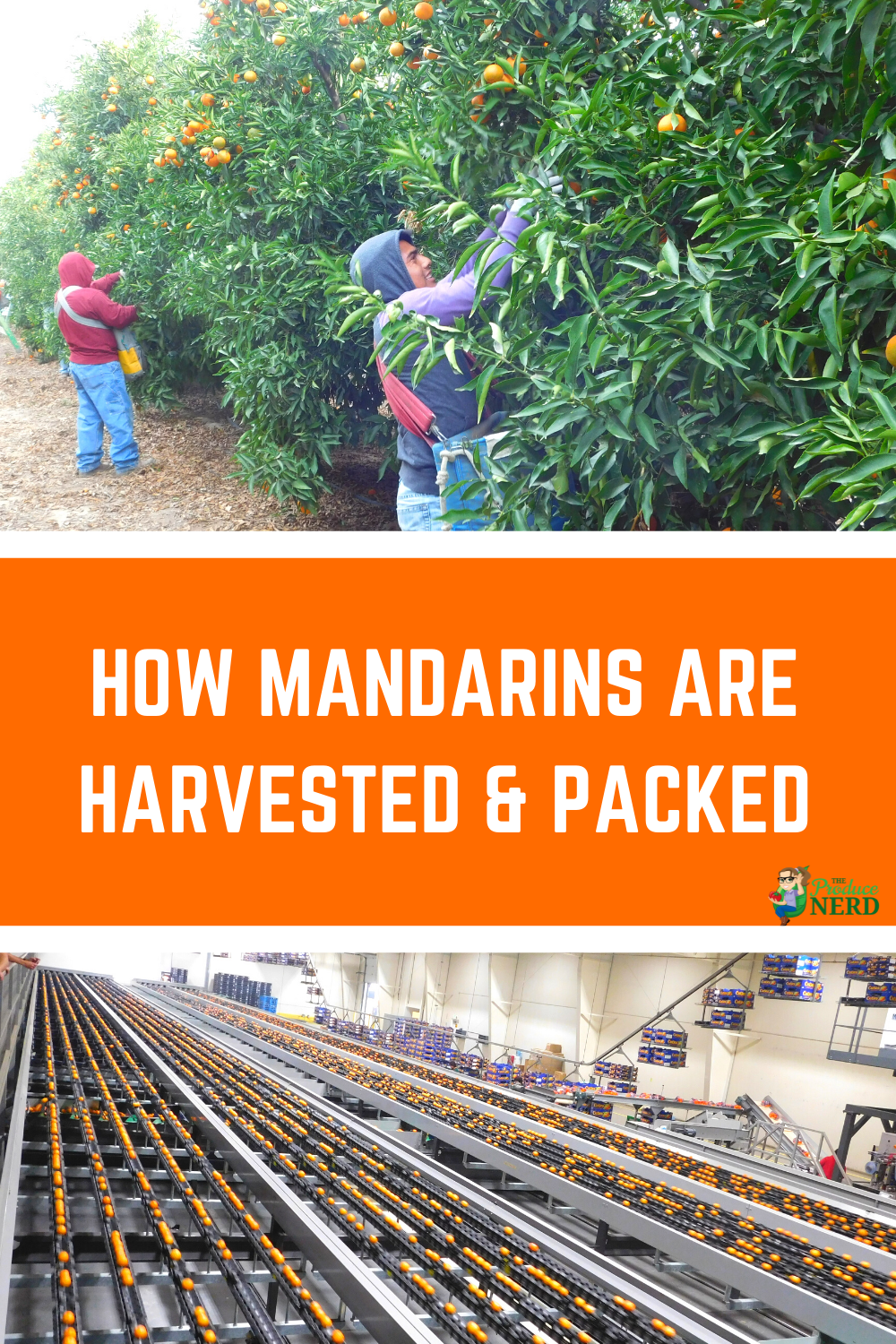 Read more about the article How Mandarins are Harvested & Packed at Cuties Citrus