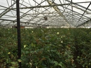 Greenhouse Grown Roses