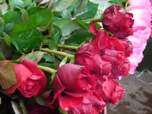 Postharvest Handling of Cut Flowers - Fungicide on Fresh-Cut Flowers