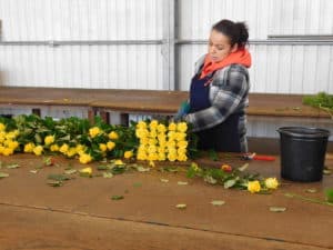 Postharvest Handling of Cut Flowers - Arranging Wholesale Rose Bouquets