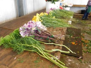 Postharvest Handling of Cut Flowers - Flowers Ready to be Made into Bouquets