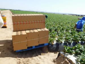 Strawberry Harvest - Box Formation