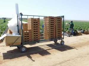 Strawberry Harvest - Pallet Drop