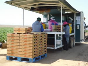 Strawberry Harvest - Quality Control