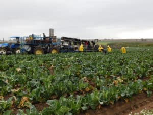 Cauliflower Harvest - Harvesting Rig