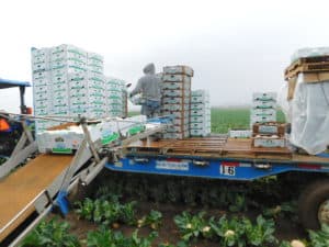 Cauliflower Harvest - Stacking Packed Boxes