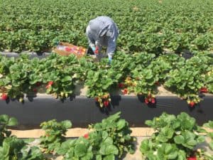 Different Harvesting Methods of Fruits & Vegetables