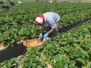 Strawberry Harvest